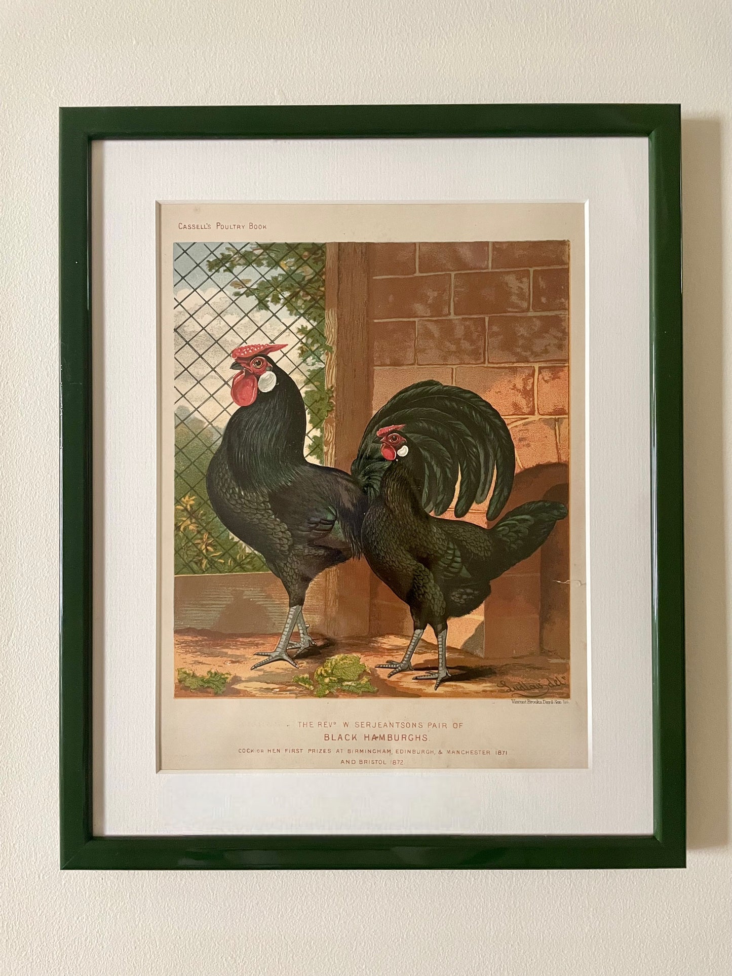 Antique Lithographs - The Chickens