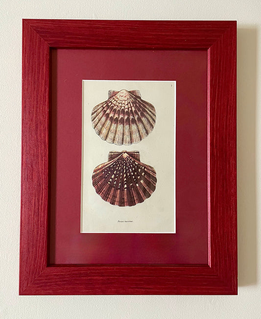 Antique Shell Prints - Red