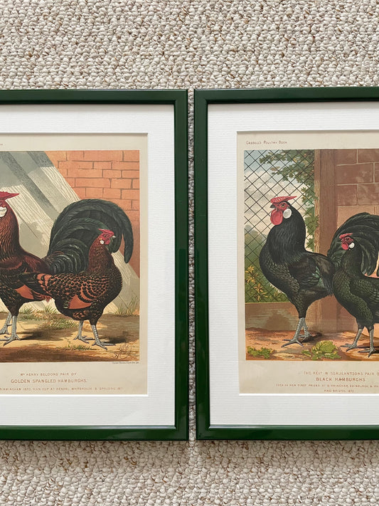 Antique Lithographs - The Chickens