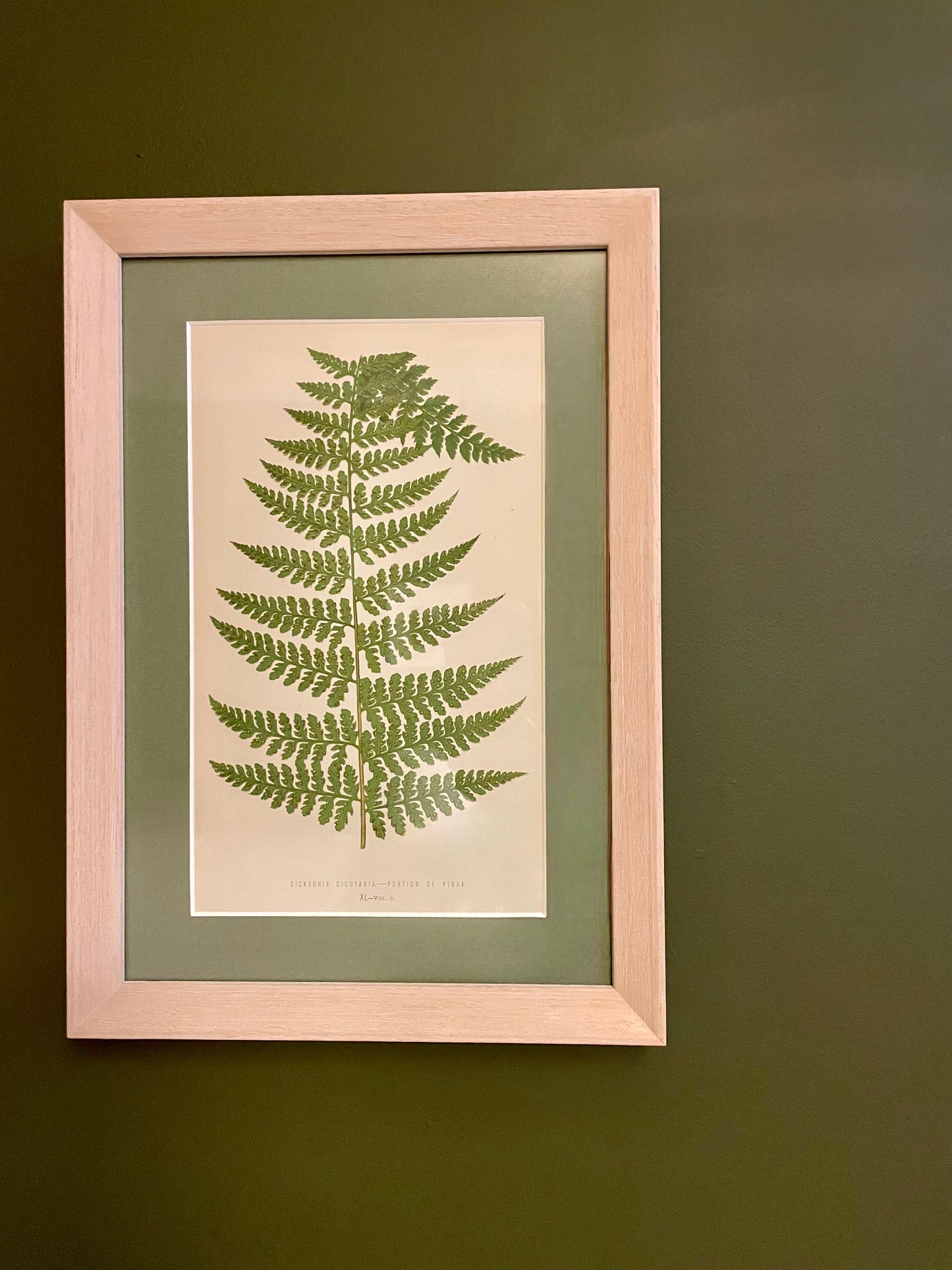 Antique Botanical Prints