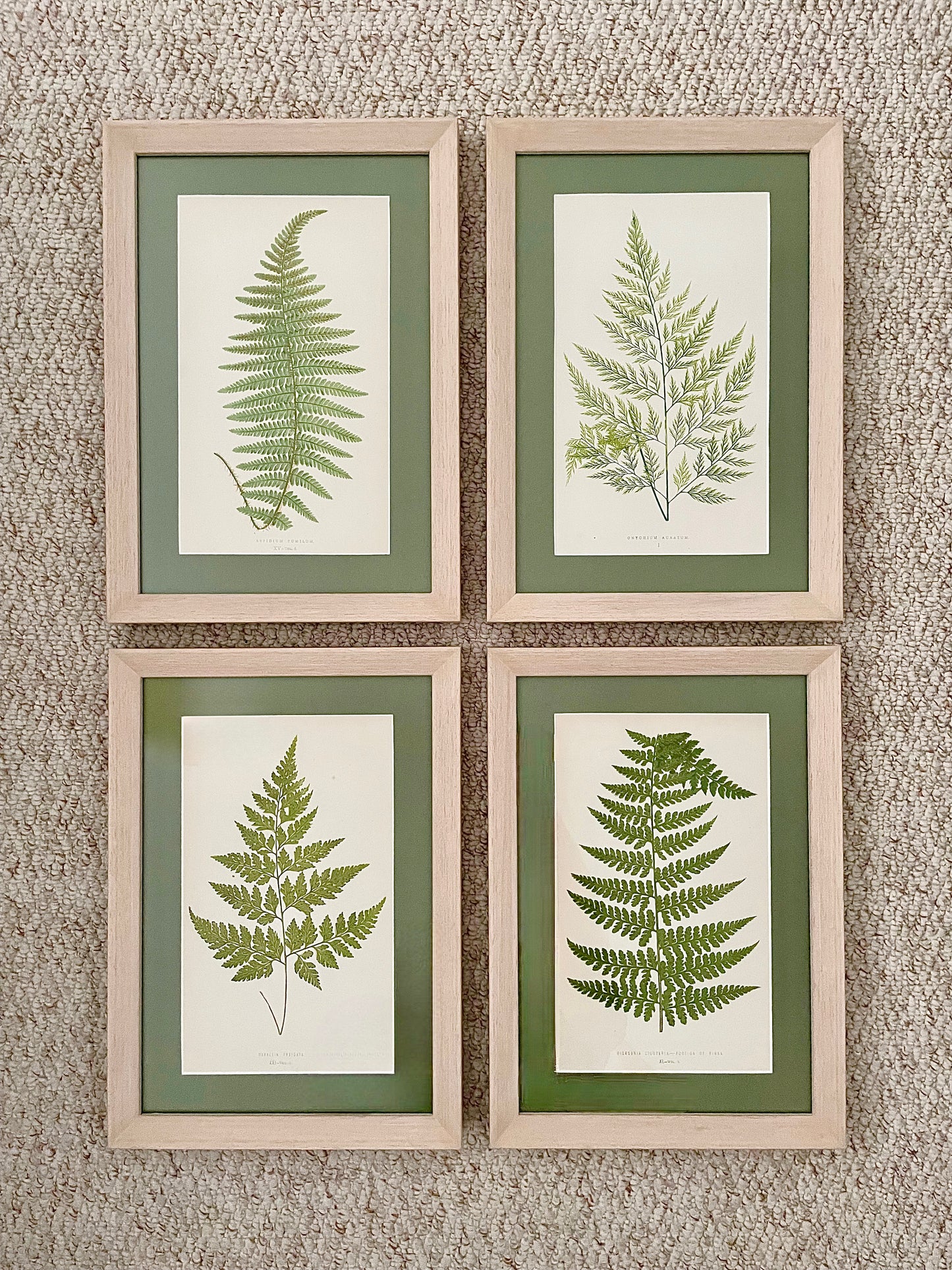 Antique Botanical Prints