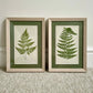 Antique Botanical Prints