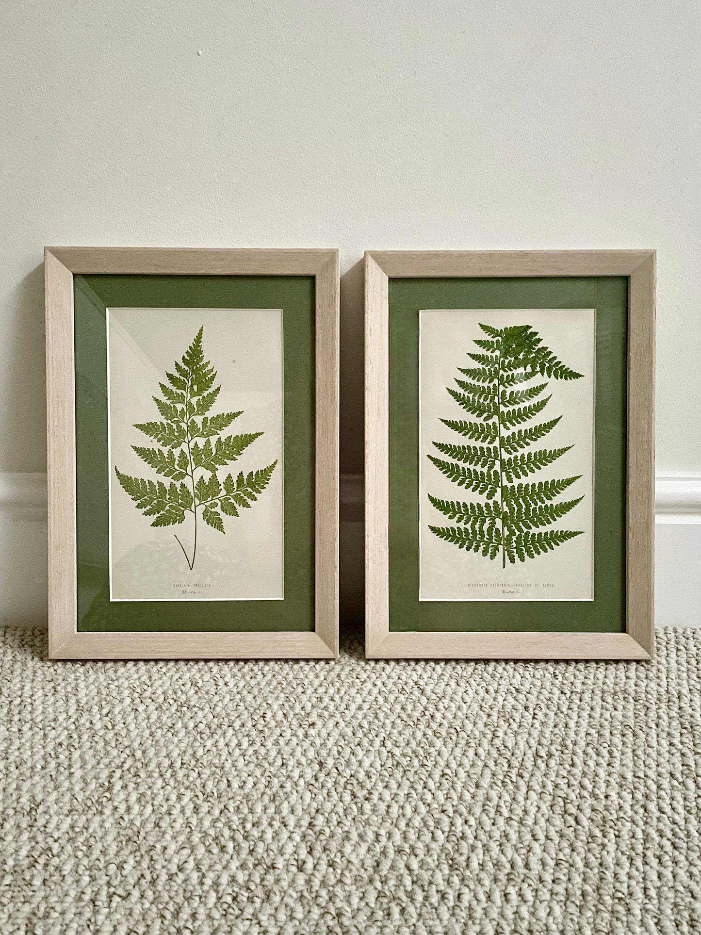 Antique Botanical Prints