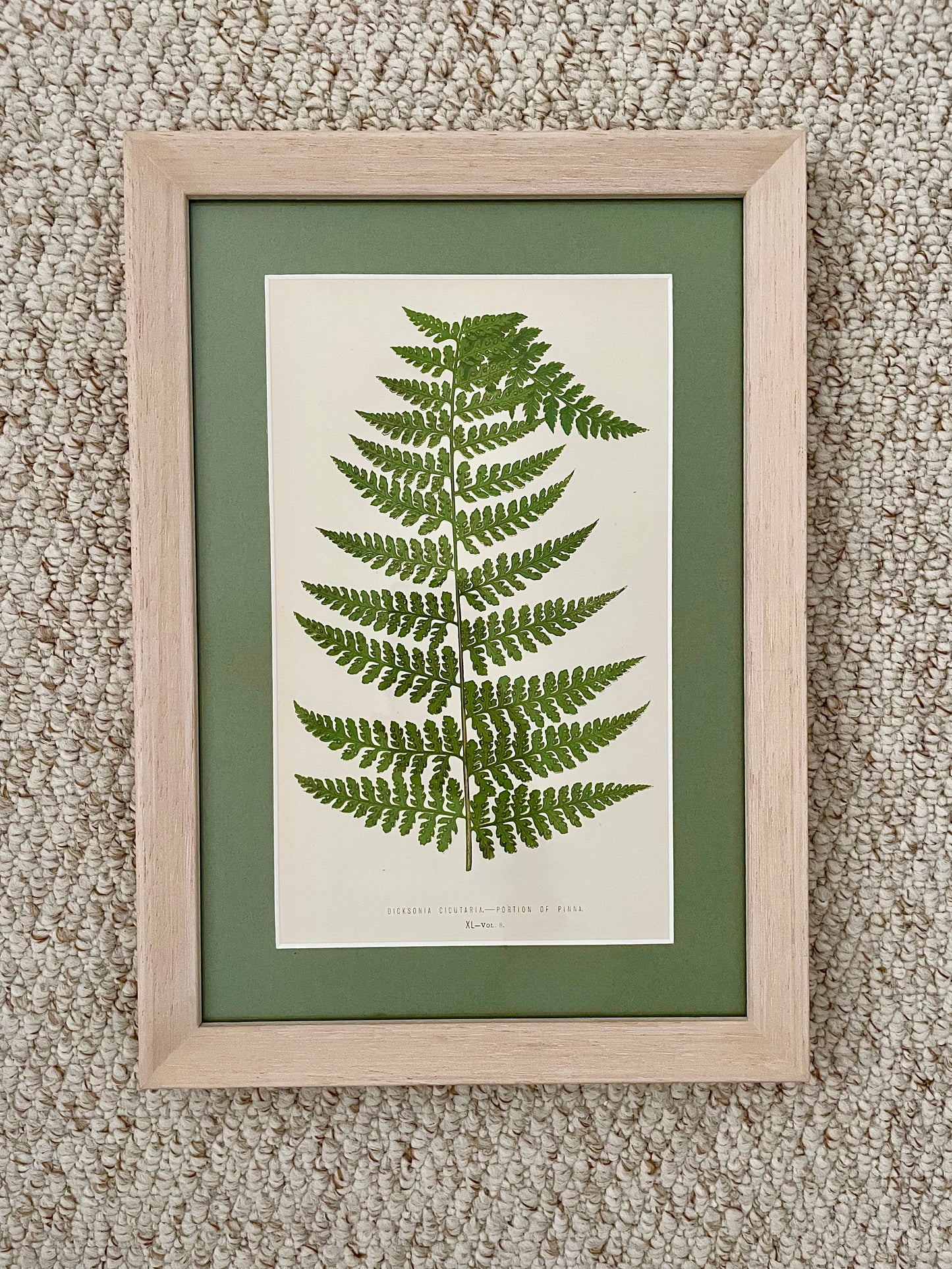Antique Botanical Prints