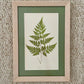 Antique Botanical Prints