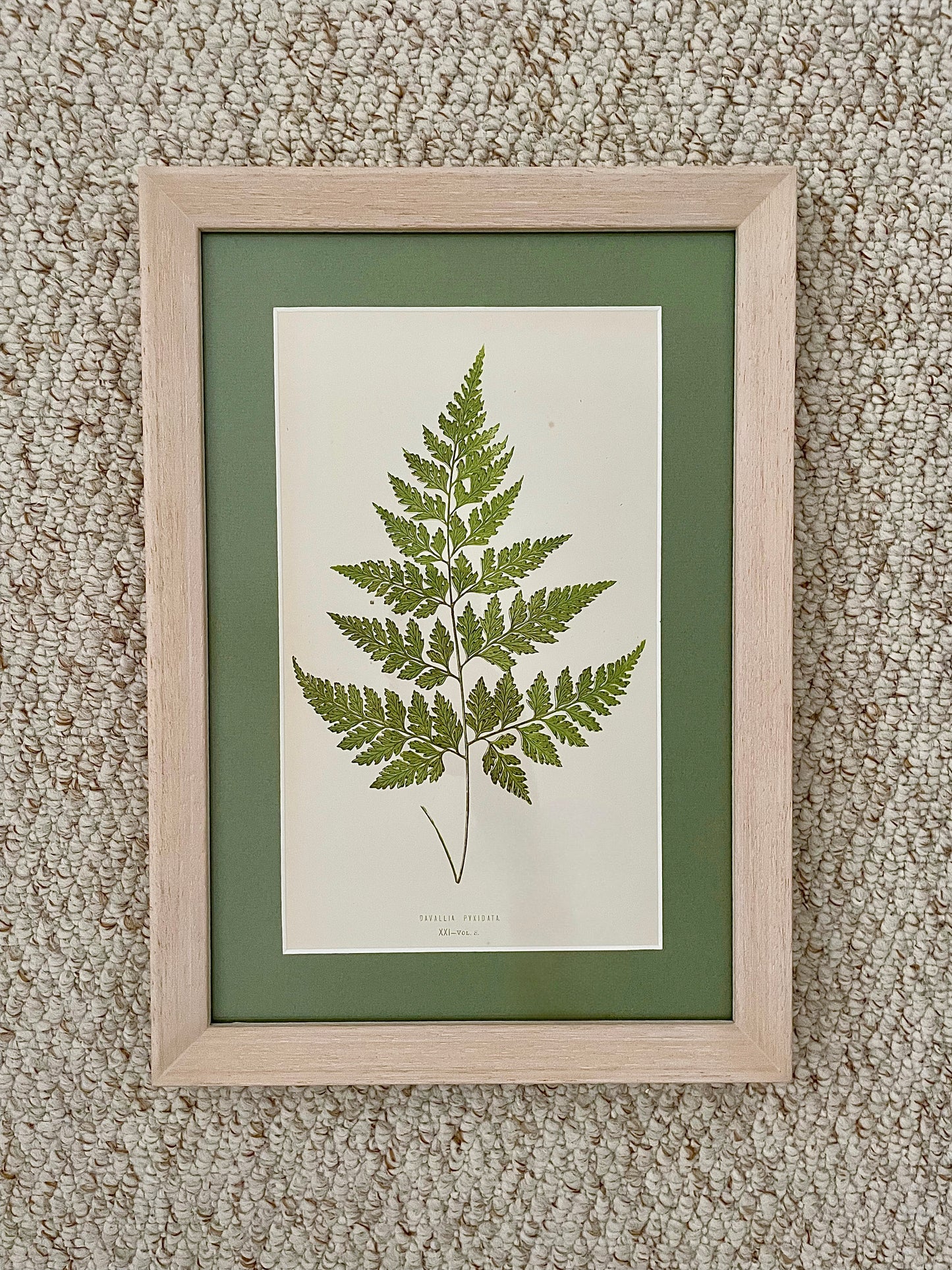 Antique Botanical Prints