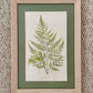 Antique Botanical Prints