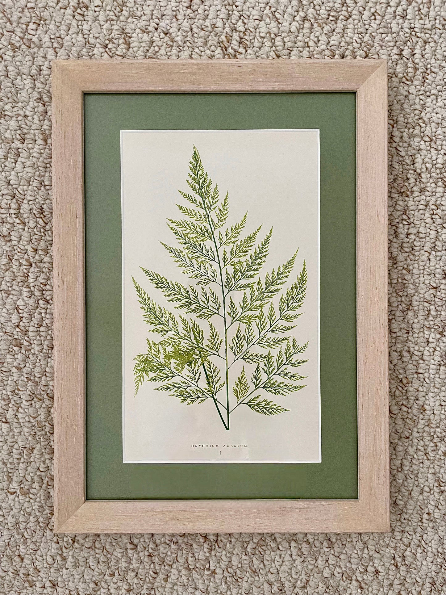 Antique Botanical Prints