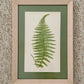 Antique Botanical Prints