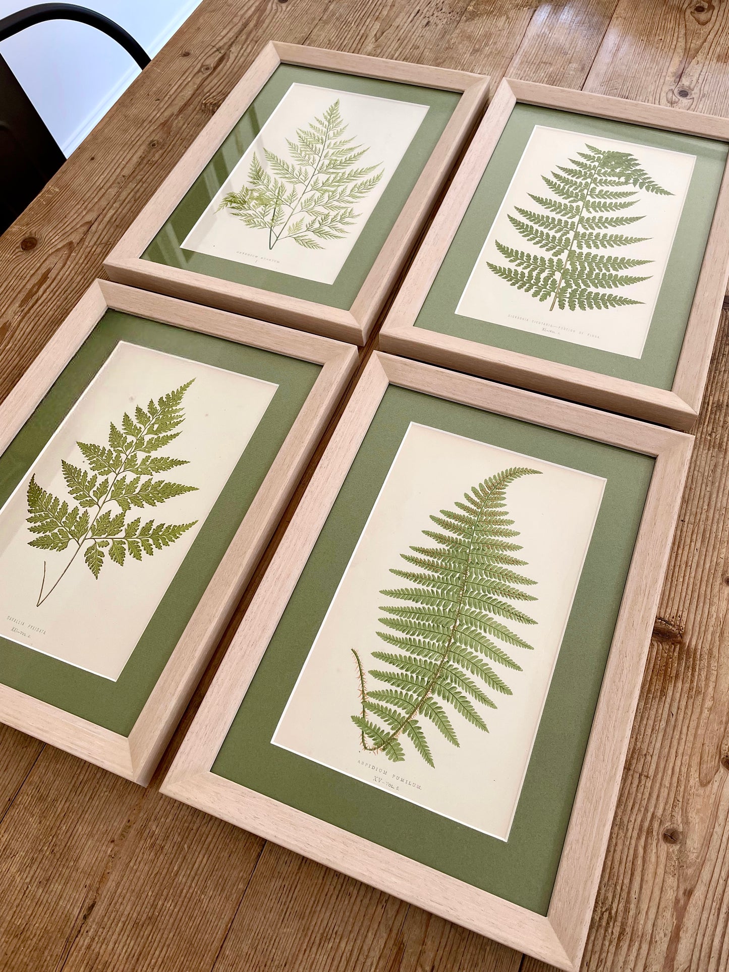 Antique Botanical Prints